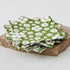 20pk Napkin Green - Napkins - Rugs a Million