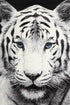 Hanaa White Tiger Motif Rug - Rug - Rugs a Million